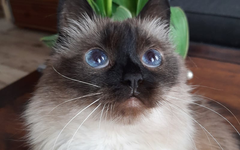 Jestem Dalia! Moja rasa jest nieznana, jednak jestem tak gadatliwa jak syjam i tak atencyjna jak ragdoll. Moje ulubione zajęcia to wąchanie waleriany i spanie na kolanach.