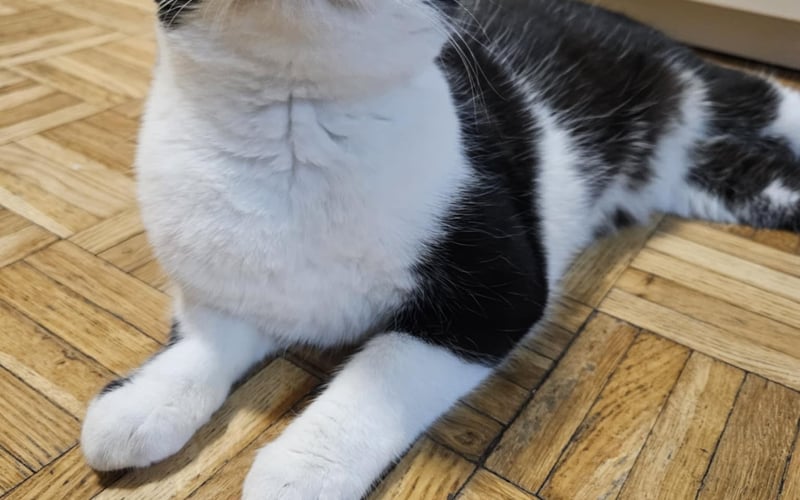 Zostałem wyrzucony z auta jako 3-tygodniowe kocie i przygarnięty przez moich ludzkich rodziców. Teraz, gdy mam dach nad głową, najbardziej lubię spać na poduszce mamci i grać z tatą na komputerze. Mój charakter można opisać jako: ciekawski, wesoły, przytulaśny.