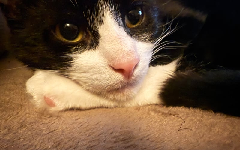 Pixel jest kotem z adopcji z Fundacji Sycowskie Śerściuchy. Przeżył nieudaną adopcję. Do nas trafił osiem tygodni temu jako kot wycofany, niejadek, straumatyzowany, ale kochający ludzki dotyk, rozmruczany miziak. Teraz to zbój, odważny, je wszystko bez marudzenia, chętny do zabawy i kontaktu z ludźmi. Biegnie na zawołanie, ma w sobie miłość, którą się dzieli z nami i naszym kotem, rezydentem. U nas zapomniał czym jest strach i lęk. Jest bardzo inteligentny, kombinuje aż rozwiąże swoje zagadki. Ujmuje nas każdego dnia swoim charakterem. Jeśli wygra, to nagrodę oddamy dla kotów z Fundacji Sycowskie Sierściuchy, gdzie pracują oddani i mądrzy ludzie, świadomi jak pomagać kotom chorym, jak je socjalizować i jak szukać im dobrych domów.