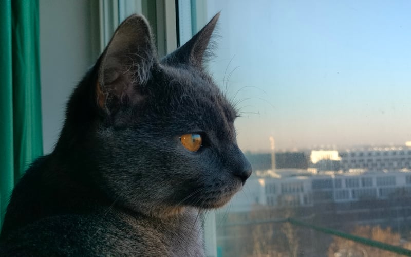 Śrubek urodził się pod koniec lipca, więc jest kotem spod znaku Lwa! I da się to odczuć. Niesamowicie żywiołowy, kocha ludzi i nie ma żadnych barier żeby zaprzyjaźnić się z każdym.