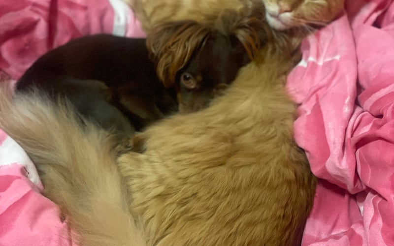 Królewski Simba to przepiękny, rudy kocur rasy Maine Coon, który ma 3,5 roku. Jest niezwykle kochany, inteligentny i towarzyski, uwielbia spędzać czas z ludźmi i chętnie uczestniczy w zabawach. Jego piękna, lśniąca sierść i majestatyczna postura z pewnością zachwycą każdego, kto go zobaczy. Simba jest pełnoprawnym członkiem naszej rodziny i jest przez nas bardzo kochany.