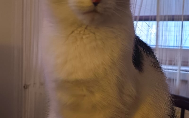 Mam na imię Gustaw, mieszkam sam ale się nie nudzę, saszeta zawsze na termin 