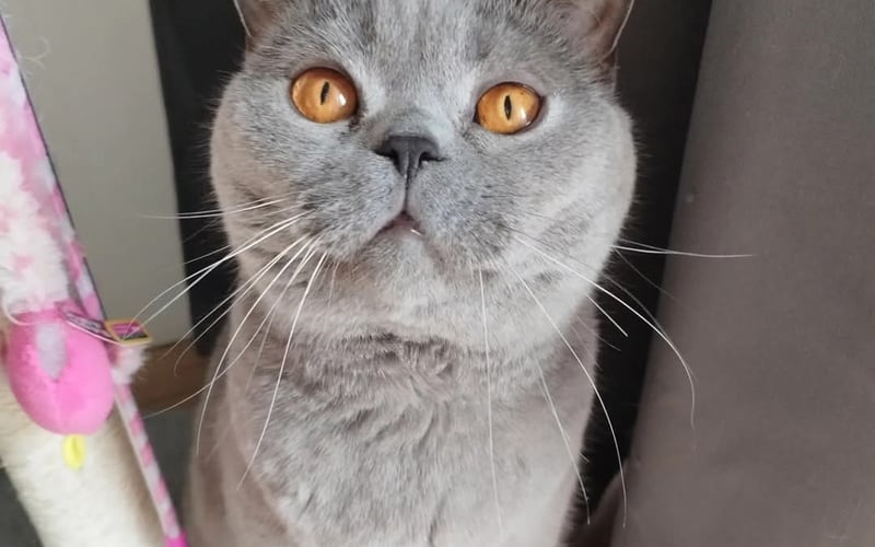 Merlin, cudowny,zabawny,kochany.Ma 5 lat - kocha smaczki i zabawę piórkami.