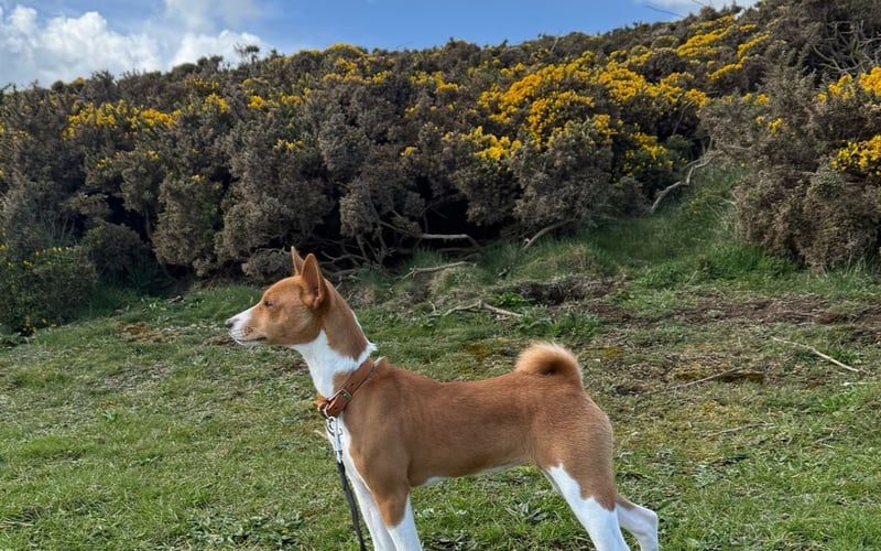 Kleo basenji 7 miesięcy