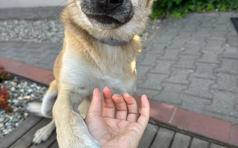 Lola. Adopciara, lat ~4,5 roku. Nawiązuje długotrwałe przyjaźnie z ludźmi z saszetkami, torbami, siatkami (wszędzie tam, gdzie może być kiełbaska). Lubi testosterenowych samców i nie krępuje wyć za nimi na pół osiedla. Kobieta z charakterem, określonym typem, wie, czego chce i jak to wymusić. Manipuluje przechodniów eyelinerem i foczymi wąsami. To ona wyprowadza mnie. Najbardziej kocha dzieci, do których nie dostanie się żaden inny pies. Chyba że przez nią. Pacyfikuje agresorów i rozdziela towarzystwo, jesli psie sprawy zachodzą za daleko. Broni swoich mniej dominujących i charakternych psijaciół. Wszystkożerna oprócz karmy za miliony monet. U weta dzielny pacjent. Zafascynowana kurami, a nad brzegiem morza siedzi i patrzy w horyzont. Po wodzie brodzi, byle by był grunt, woda w domu to trucizna, kałuże ze żwirem to  Perlage. Goni koty, albo sama jest goniona, bo jak trafi na kociego Johny'ego Wicka to przełamuje barierę dźwięku. W poprzednim wcieleniu była wiewiórką.