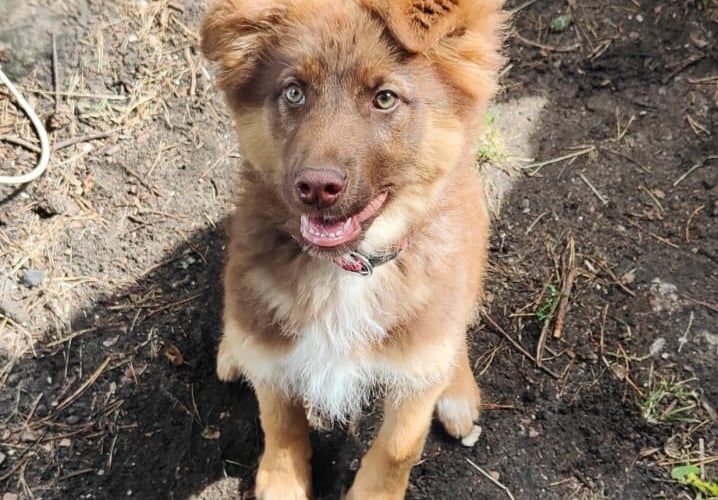 Toffi ma 5 miesięcy, uwielbia zabawy i sport. Jest w typie border collie i podejrzewamy że z tego względu ma ogromne pokłady energii. Szybko i chętnie uczy się nowych rzeczy zwłaszcza jeśli w grę wchodzą smaczki