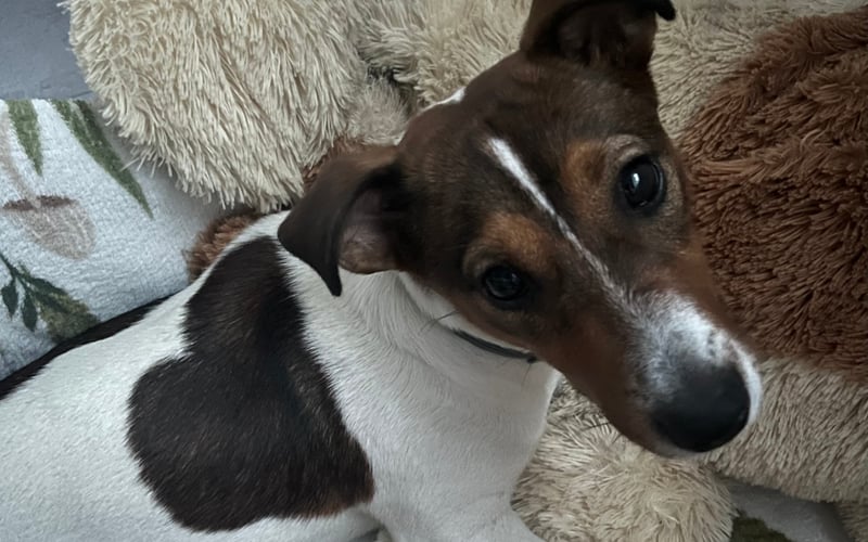 Frajda to bardzo energiczny piesek rasy Jack Russell Terrier. Suczka jest przyjazna dla ludzi i chętnie uczy się nowych rzeczy. W przyszłości będzie psem terapeutą.