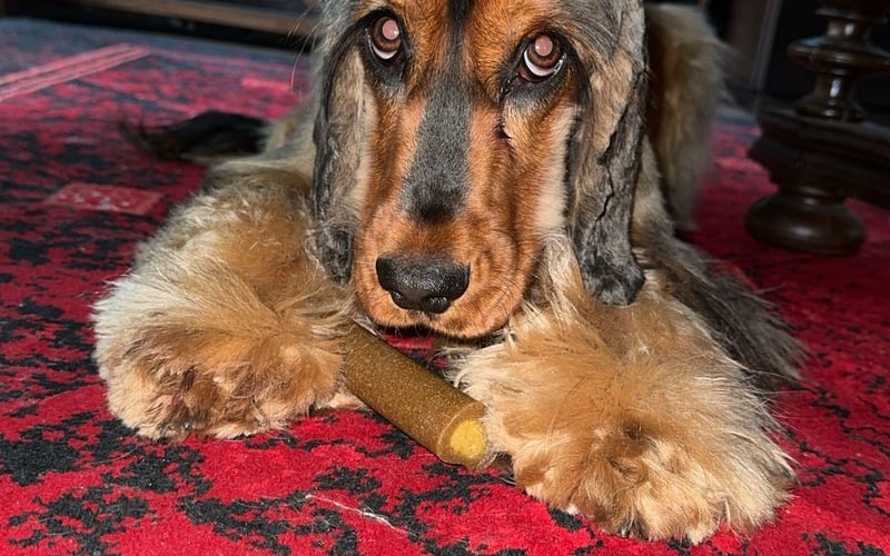 Homer – cocker spaniel z sercem większym niż uszy!  Ma 2 lata, niespożyte pokłady energii i ogromną potrzebę… przytulania! Homer to mistrz aportowania, wielbiciel piłek i długich spacerów, ale też totalny pieszczoch, który uwielbia być w centrum uwagi. Jest ruchliwy, wesoły i zawsze gotowy do zabawy – ale gdy tylko usiądziesz na kanapie, natychmiast wskoczy, by się przytulić. To nie tylko pies, to najwierniejszy towarzysz dnia codziennego. Homer zasługuje na tytuł Pupila Roku, bo każdego dnia udowadnia, że najlepsze rzeczy w życiu mają cztery łapy i merdający ogon! 
