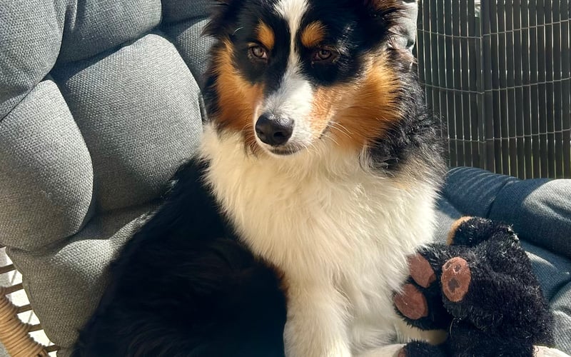 Zoya to 10-miesięczny owczarek australijski. Ma szczególny talent: zmienia zwykłe chwile w szczęśliwe i niezapomniane.