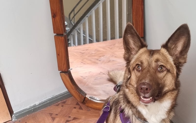 Adopciak z odzysku, choć z mocnym genem owczarka belgijskiego. Pies urodzony w styczniu roku 23, obecnie półtora roku mieszka we Wrocławiu. Kocha szczekać i pałaszować marchewki. Diablo inteligentna bestia.