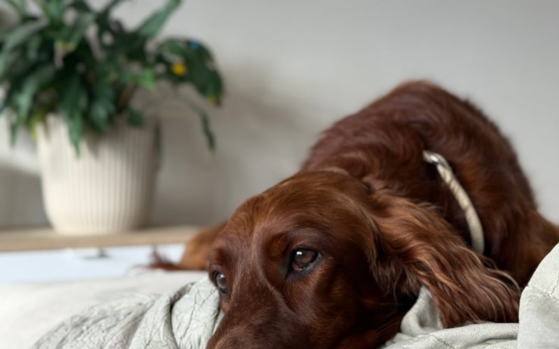 Nala – seter irlandzki
Dostojna jak królowa, wygląda i zachowuje się jak księżniczka. Porusza się z gracją modelki, ale w sercu to pies pełen miłości – uwielbia się przytulać i sama szuka czułości.