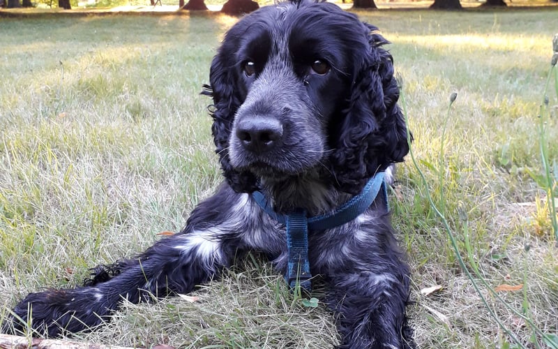 Pełen energii spaniel, lubiący wędrówki i podróże zarówno te bliskie jak i te dalekie, o każdej porze roku, wierny przyjaciel z radością witający każdy dzień.