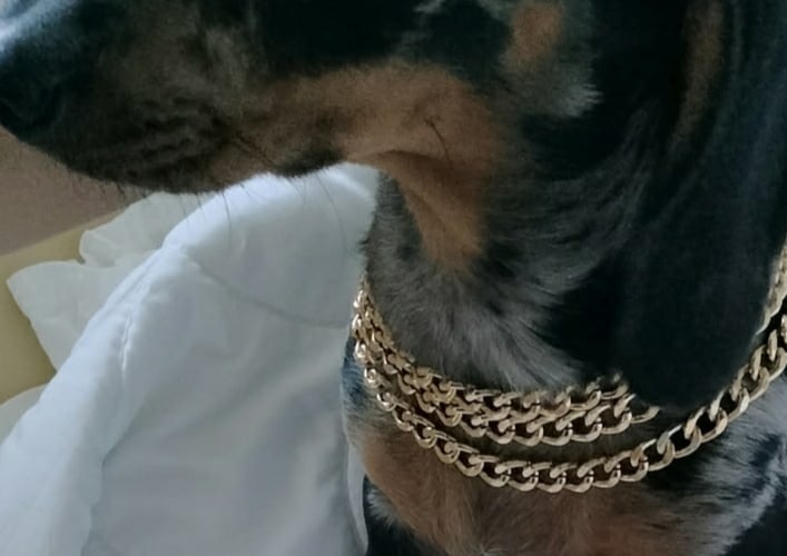 Nazywam się Oskar mam cztery miesiące jestem jamnikiem miniaturką mam ogromne serce rozumiem wszystkie polecenia nie umiem jedynie mówić.Kocham bezgranicznie i jestem wyjątkowo piękny mam niesamowity rozum