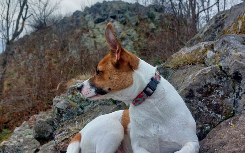 Reja to dwuletnia Jack Russellka – energiczna, ciekawska i zawsze gotowa na nowe przygody. Choć niewielka wzrostem, jej osobowość wypełnia każdą przestrzeń! Uwielbia wodne szaleństwa – niezależnie, czy to rzeka, jezioro, czy... kałuża. Z pasją aportuje piłki, a jej wyjątkowym talentem jest mistrzowskie – i absolutnie urocze – podkradanie skarpetek.