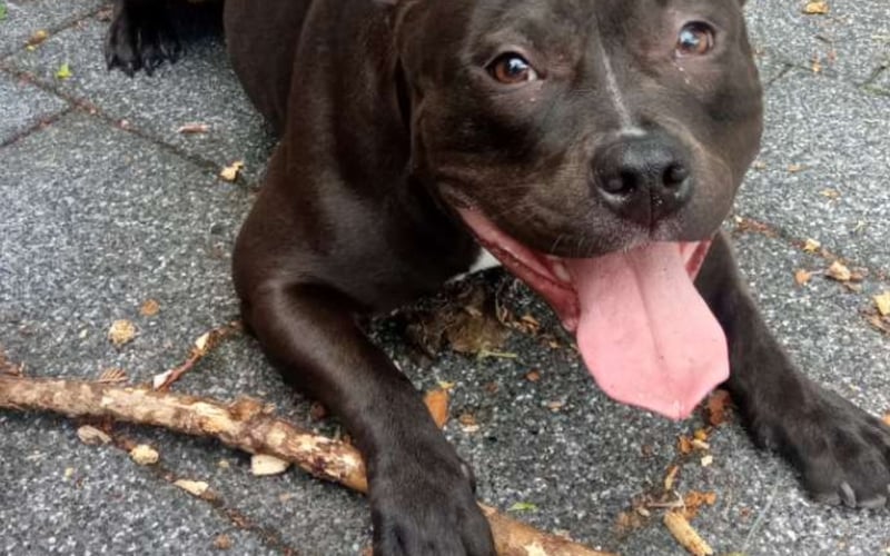 Hej , jestem Skye rasy American Bully pocket , uwielbiam zabawy moimi zabawkami a przede wszystkim zabawę patyczkami, za patyczki to mogłabym oddać życie.