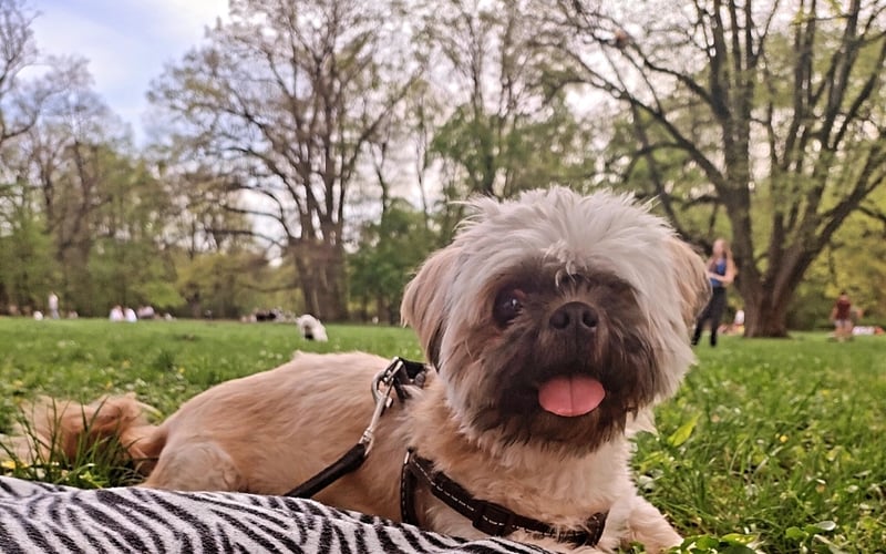 Bąbel – jedyny w swoim rodzaju
7-letni shih tzu i jednooki gentleman. Choć los pozbawił go jednego oczka, to nie odebrał mu ani odrobiny uroku. Niezawodny tester kanap i kocyków, domowy czaruś.