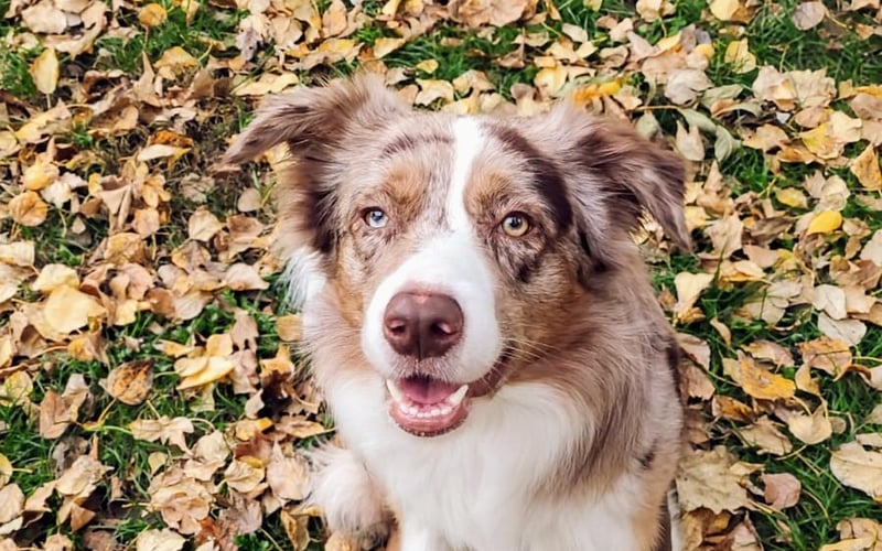 Lilo to pogodny piesek rasy Border Collie, który uwielbia długie spacery, pływanie i aportowanie frisbee. 
Jest najszczęśliwszy kiedy PSIjaciele są wokół i mogą razem poPSIocić :)