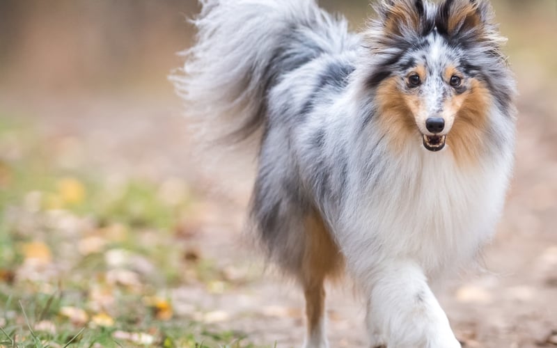 Jimmy, owczarek szetlandzki, 3,5 roku. Pasjonat treningów agility i długich spacerów w lesie. Wakacje najchętniej spędza na gonitwach mew i morskich fal. Uwielbia głaskanie i spanie do południa. Ma słabość do podkradania kapci i innych drobnych rzeczy. Wulkan energii i radości. Nie pogardzi żadnym smaczkiem.