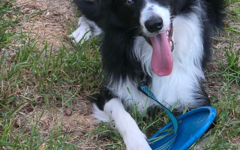 Najszczęśliwszy i najradośniejszy szczeniak border collie. Uwielbia leżeć na trawie, brzuchem do góry, uwielbia frisbee, ale najbardziej uwielbia piłki.