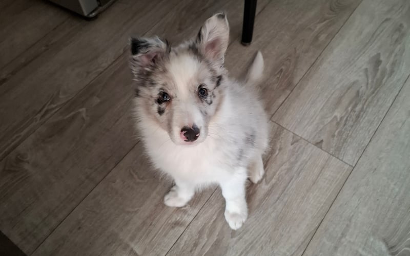 Szalona trzymiesięczna Kira rasy border collie. Uwielbia zabawki, głaskanie po brzuszku i kapcie. Nie gardzi też wszelakim papierem zwłaszcza gdy ukradnie toaletowy. Jest bardzo mądra,szybko się uczy nowinek  i uwielbia zabawy z kotami.
