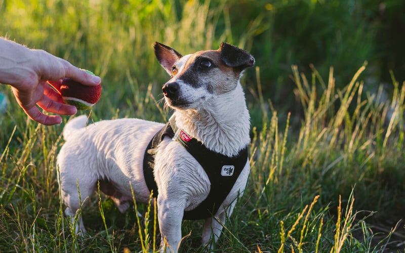 Jestem Ptyś, kundel ze schroniska. Mam coś od Jack Russell terrier: może ogrom energii, a może krótkie łapki. 
Czego w sobie nie mam? Dwóch dysków w kręgosłupie. Zgubiłem po drodze do fajnej zabawy. Ale mam najważniejsze - dużo miłości i powodów do machania ogonkiem:)