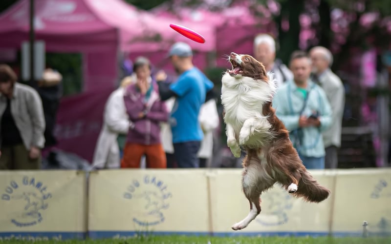 Mushu 4letni Border Collie na tegorocznych zawodach Latających Psów we Wrocławiu w obiektywie Tomasza Mońko