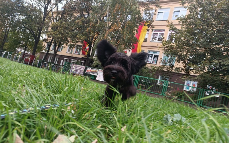 Rex jest mieszaną rasą poodle i sznaucera , jest bardzo aktywny