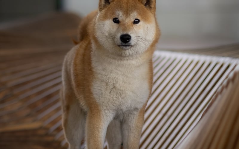 Taco to roczny Shiba Inu, wywrócił moje życie do góry nogami - na lepsze! Nie jest typowym Shibą - uwielbia przytulasy i jest niesamowicie radosnym psiakiem, jest w stanie każdego w sobie rozkochać.