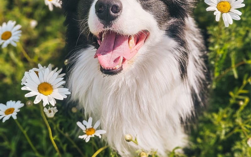 Dimmu to radosny border collie, który kocha naturę i podróże ze swoimi ludźmi. Z uśmiechem na pyszczku zdobywa górskie szlaki i nie przepuści żadnej okazji, żeby popływać :)