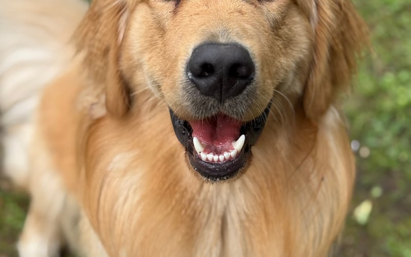 Koda to 15-miesięczny Golden Retriever o niesamowitym uroku osobistym i niekończących się pokładach energii. Jego znakiem rozpoznawczym jest długa, niesamowicie miękka bursztynowa sierść, która przyciąga wzrok (i ręce) spacerowiczów wrocławskiego Tarnogaju, gdzie mieszkamy.
