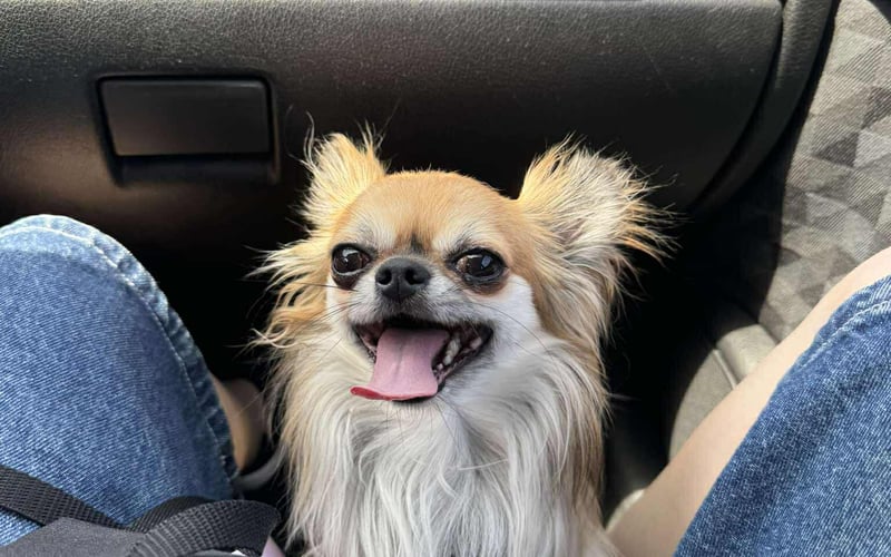 Taco to prawie 3 letni aniołek rasy chihuahua. Kocha ludzi, kocha inne psy, a jego popisowy ruch podczas okazywania radości to obracanie się w kółko 