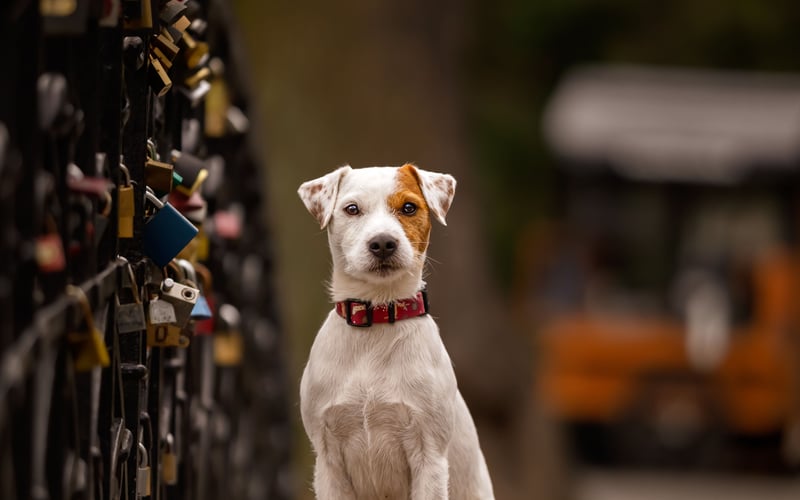 Słodki Parson Russel Terrier przemierzający kilometry po Wrocławiu. Kogo Ci przypominam?