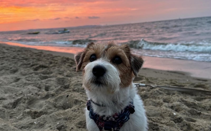Cześć! Nazywam się Pestka - jestem 4 letnią szorstkowłosą damą rasy Jack Russell Terrier. Jeśli znacie choć trochę tę rasę (chociażby z filmu "Maska"), to wiecie jak żywiołowym pieskiem jestem! Uwielbiam zabawy z Pańcią, rzucanie skarpetkami z Pańciem, kocham jeść, tulić się i być blisko ludzi. Jak widać na zdjęciu uwielbiam morze, mogłabym spędzać tam całe dnie, ale nie pogardzę też wyprawą w góry! Pańcia mówi, że dobra ze mnie aktorka, bo zawsze wiem jak zagrać "kota ze Shreka", gdy czegoś bardzo chcę. Trudno mi to potwierdzić…moim zdaniem po prostu wszystko, co dobre, mi się należy – i już! Ale niech będzie – niech ma rację, skoro tak mówi! Pańcia karmi więc nie ma co się z nią kłócić. Tyle o mnie. Pozdrawiam serdecznie wszystkich ludzi z Wrocławia i pieski (oczywiście tylko te, które lubię). Życzę Wam dużo dobrego jedzonka i mnóstwa zabawy!