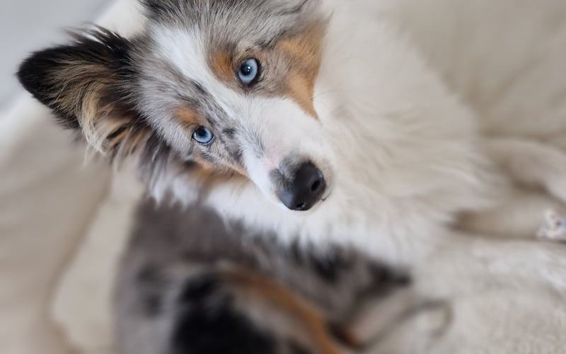 Owczarek Szetlandzki, blue merle. Wariat nad wariatmi :)