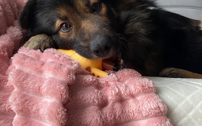 Hej! Jestem Ozzy, mam 3,5roku, pochodzę ze schroniska, adoptowałem moich starych prawie 2 lata temu. Co lubię robić? Gotować, żuć piłeczkę, oczywiście jeść oraz trenować!
