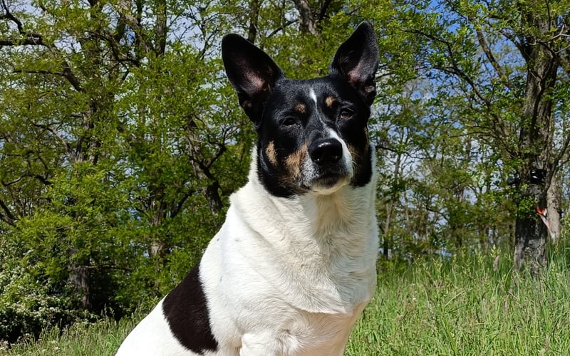 Moli, 7 latni Psi adopciak. Kiedyś smutna, zaniedbana, dziś żyje jak pączek w maśle. Pocieszna, mądra, bystra.
