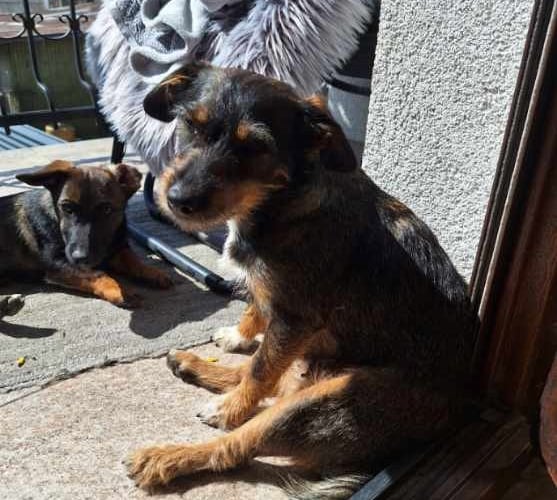suczka o imieniu pchelka- ma 3 latka, uwielbia dlugie spacery i zabawy z innymi psami oraz dlugie spanie, jest kulturalna i nigdy nie wszczyna awantur- uwielnia tez towarzystwo kotów, jej ulubione zabaweczki to piłeczki piszczace, jest mama 2 psów- kłapka i ciastka , ktorzy mieszkaja  wszyscy razem z nami. spi na lozku na poduszcze obok czlowieka