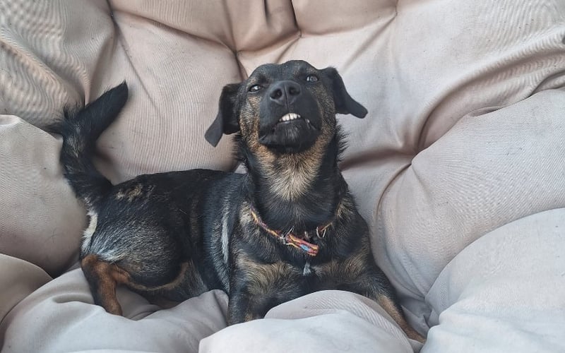 hejka, mam na imie kłapek, mam 2 lata i mieszkam sobie z pania i swoja mama i moim bratem w domku, uwielbiam spacery,zabawy pileczka i dlugie spanie w łózku razem z czlowiekiem, nie jestem agresywny, szybko łapie kontakt z kotami i innymi pieskami, nie lubie zimy bo marzna mi łapki a imie kłapek mam dlatego iz uszko  mi opada ale chyba dlatego jestem mega przystojny i uroczy