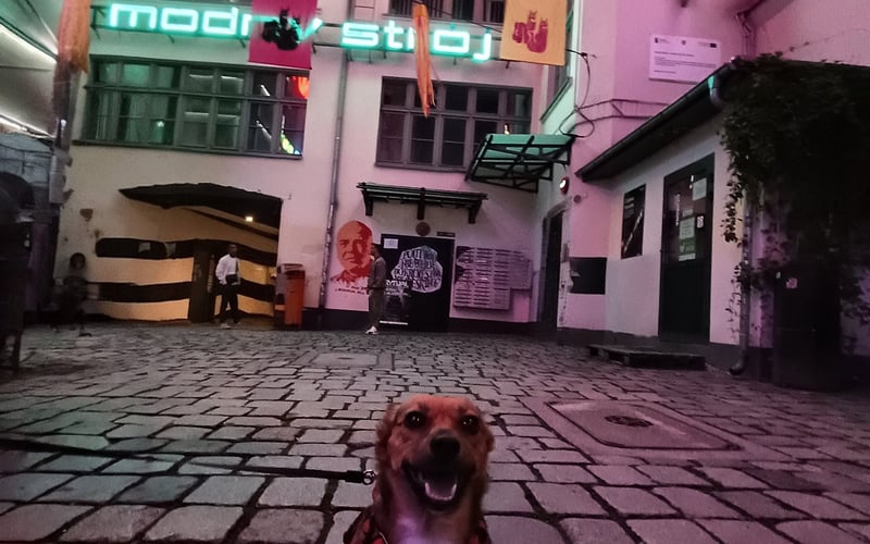 Layla to kochający, mądry pies o dobrym kochającym sercu. To piesek o rasie mieszańca który ma 4 latka. Jest dobra, troskliwa i kochająca.