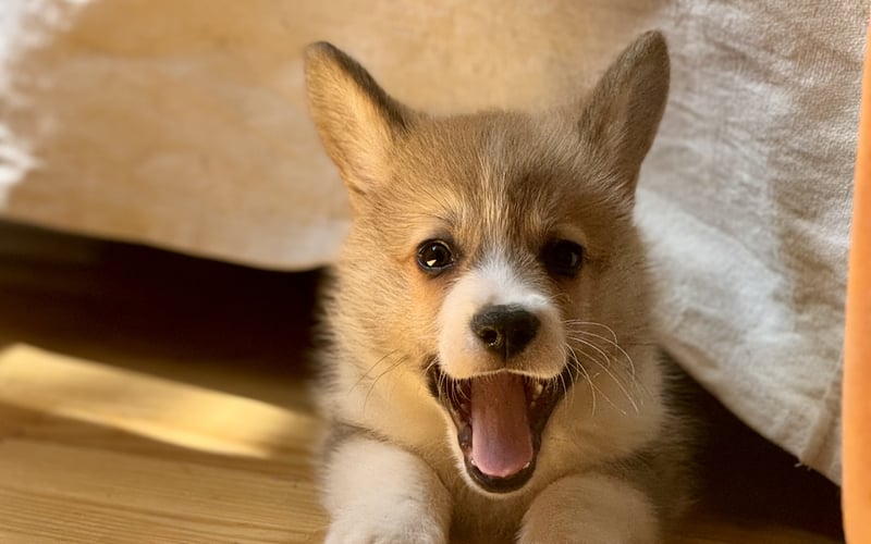 Poznajcie Cheddara, uroczego szczeniaka corgi! Cheddar to prawdziwy wulkan pozytywnej energii, który rozkochuje w sobie każdego swoimi krótkimi łapkami i szerokim, zawsze uśmiechniętym pyszczkiem.