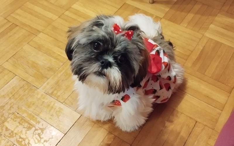 Lola to urocza sunia ,która skończyła roczek ,jest bardzo grzeczna nie szczeka z byle powodu  jest naszym oczkiem w rodzinie bardzo ją kochamy