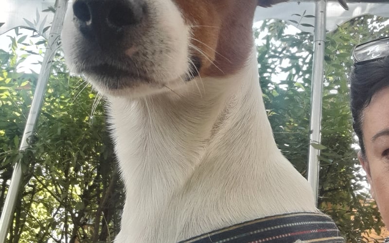 Jack to nasz najukochańszy pies. Uwielbia szybko biegać i grać w piłkę nożną. Ma 2 lata.
