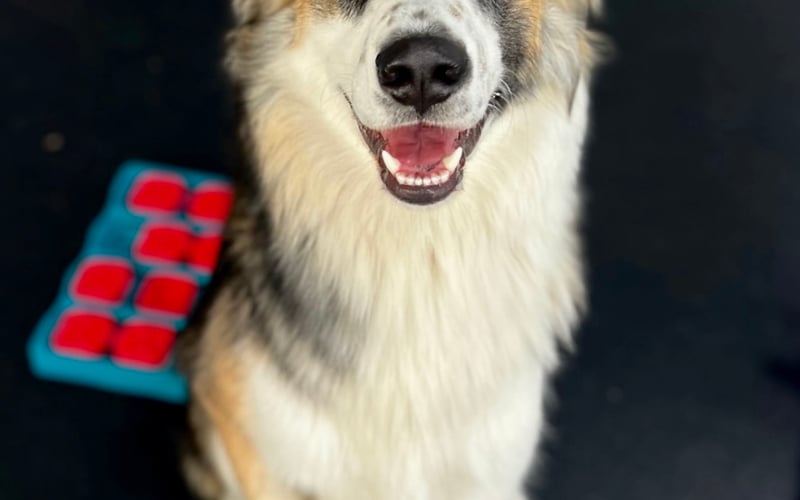 Bolek - roczny psiak. Energiczny i uroczy mix husky i bordercollie. Uwielbia długie spacery, wspólne treningi fitness i posłuszeństwa. A węszenie to jego specjalność. Mimo swojej nieskończonej energii jest ogromnym pieszczochem i przytulasem.