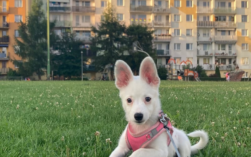 Cześć jestem Pianka  Mam dopiero 3 miesiące i ważę 3 kg, ale jestem najszczęśliwszym psiakiem na świecie i każdego dnia rozpiera mnie energia i ciekawość do świata  Wszyscy sąsiedzi na osiedlu zachwycają się moją urodą i nikt nie może przejść obok mnie obojętnie  Ponoć mówią między sobą, że jestem „gwiazdą”  Mało tego moja nowa mama non stop wrzuca moje zdjęcia na instagrama i się mną chwali  Kocham lizać po twarzy, gryźć kapcie moich przyszywanych rodziców (oczywiście także ich stopy!) i bawić się z innymi pieskami  Mam dość smutny start, ponieważ pozostawiono mnie na śmietniku, w pudełku. Na szczęście znaleźli się fajni ludzie, którzy mnie adoptowali i dzisiaj startuje w konkursie piękności  Mam nadzieję że przykułam waszą uwagę !  Dziękuję i miłego dnia ! 
