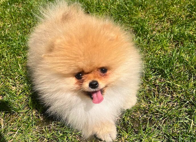 Psiemka! Jestem Bonnie, mały pomeranian z mnóstwem energii :D