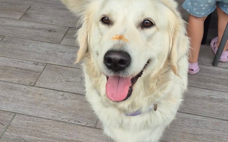 Mam na imię Luna, mam 3 lata i jestem prawdziwą psią influencer-ką, specjalistką od zdobywania serc i… kiełbasek z grilla!  Na zdjęciu prezentuję się w wersji „grillowana elegancja” – z nutką sosu na nosie, bo nie ma to jak smak lata prosto z talerza (oczywiście nie mojego… jeszcze).  Moją pasją jest:  Żebranie jak zawodowiec – nikt się nie oprze moim oczom!  Kąpiele błotne – spa na świeżym powietrzu to mój żywioł!  Uśmiechanie się do ludzi – bo każdy dzień to okazja do zdobycia nowego fana! Jeśli uważasz, że piękno to nie tylko czystość, ale też charakter i dobre serce (oraz trochę sosu na pyszczku) – zagłosuj na mnie! 