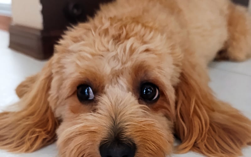 Baffi to bystry i szalony Maltipoo. Merda ogonem z radości, kiedy wracam do domu. Jest śliczny i uwielbia bawić się piłką. Jest nie tylko moim psem, ale także najlepszym przyjacielem.