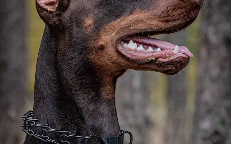 Zgłaszamy naszą Kojuśkę do konkursu z misją na cztery łapy – bo mamy już serdecznie dość słów: „O matko, doberman! To one są agresywne, prawda?”  Nie, nieprawda. Ale niestety zbyt wiele osób wciąż patrzy na dobermana jak na chodzącą scenę z filmu o mafii i gangsterach. Tymczasem Koja, mimo swojej „gangsterskiej” aparycji, to pies o sercu tak czułym i wielkim, że dom bez niej byłby po prostu… pusty i cichy. A jej sposoby spania to osobny rozdział – pełen wygibasów, miękkich kocyków i bezgranicznego zaufania. Zgłaszamy ją, bo chcemy pokazać światu, że doberman nie musi straszyć – może zachwycać. Koja jest uosobieniem czułości i radości. Lubi dzieci, a szczególnie grać z nimi w piłkę. Gania za nią z pasją Ronaldo i z takim samym entuzjazmem wskakuje na motorówkę, jak i na kanapę w salonie. Na spacerach zbieramy spojrzenia pełne niepokoju, a czasem wręcz przerażenia – i komentarze: „Jak można takiego psa trzymać w domu?” Otóż można. A nawet trzeba – jeśli chce się mieć przyjaciela na dobre i na złe. Koja nie potrzebuje kagańca. Potrzebuje głasków, dobrej piłki i… szansy, by zmienić wizerunek swojej rasy. Dla nas ten konkurs to coś więcej niż zabawa. To apel: zanim ocenisz – poznaj. Dobermany nie są niebezpieczne. Są po prostu niezrozumiane. Koja nie zmienia ludzi na lepszych. Ona sprawia, że się nimi stają.  #OdczarujDobermana #TeamKoja @koja.the.doberman