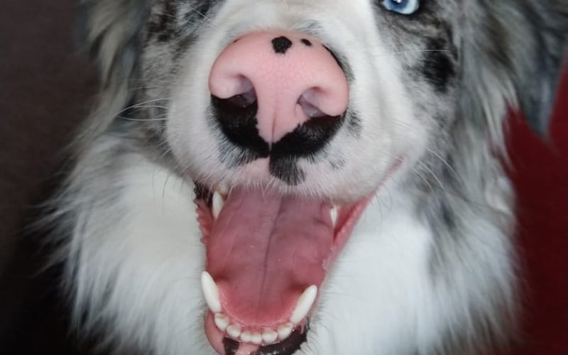5 letni Border Collie. Uwielbia zabawy z piłką i szarpakiem. Jako typowy border Nie przepada za rowerami więc rowerzyści proszę uważać na tego przystojniaka nie dajcie się zwieść tej pięknej buźce haha .... Uwielbiam przebywać z ludźmi i wycieczki po rodzinnym mieście Wrocławiu :)
