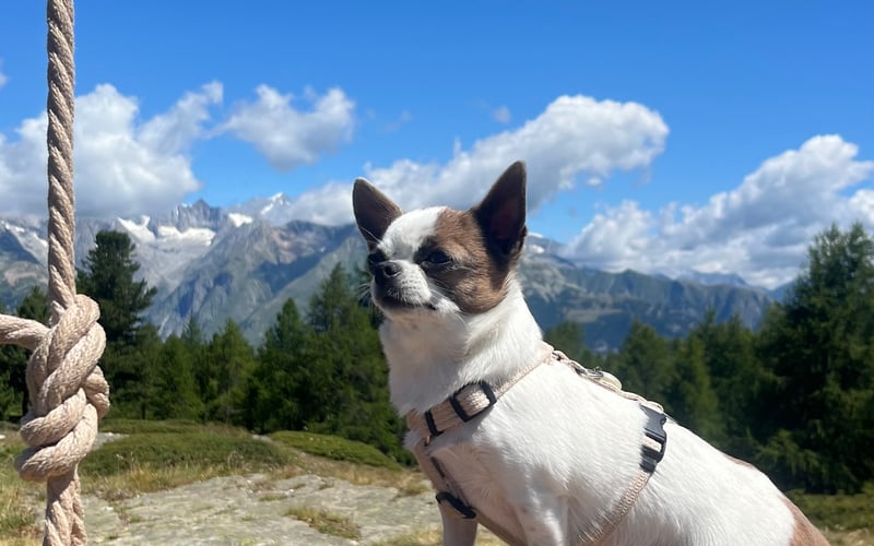 Belle – czteroletnia chihuahua tricolor, która udowadnia, że wielkość serca nie zależy od rozmiaru łapek. Dostojna jak prawdziwa księżniczka, kochana jak najlepsza przyjaciółka i przytulna jak ciepły koc w zimowy wieczór.
